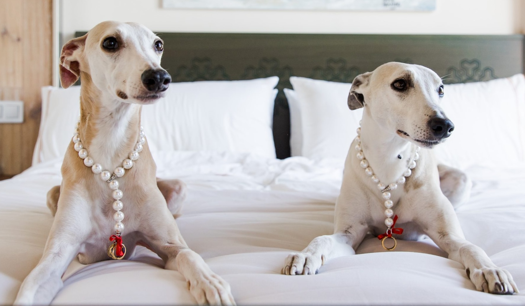 prince-and-duke-dog-ring-bearers-barcelona-wedding Prince and Duke, Costa & Mason's ring bearers, wearing pearl collars with the wedding rings tied on in red ribbon